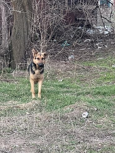 куплю бельгийскую овчарку: Щенки, похожие на немецкую овчарку - Помёт из нескольких щенков — 4