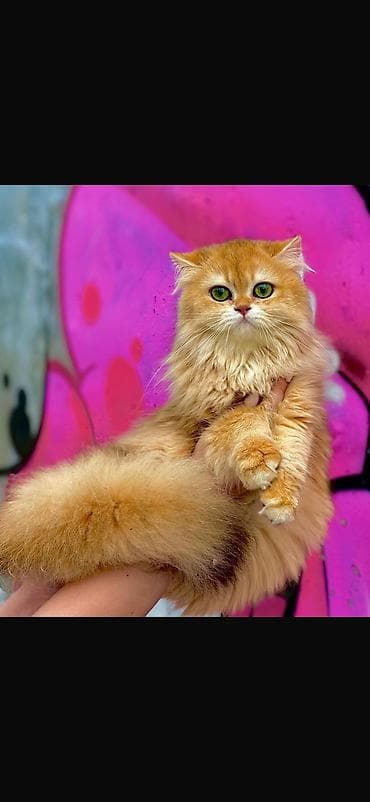 ✨ британские котята золотистой шиншиллы в поисках дома! ✨ наши малыши