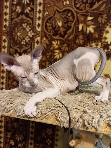 свинкс кот: Голубоглазые 3-х месячные котята донских сфинксов мальчик и девочка — 2