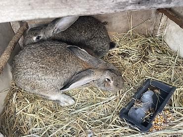 сколько стоит хомяк: Продаю | Крольчиха (самка), Кролик самец | Для разведения — 4