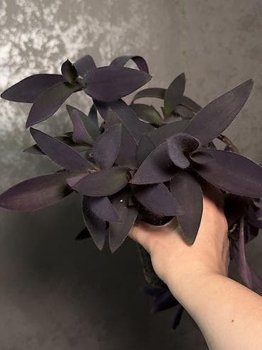 Традесканция пурпурная, пышный куст