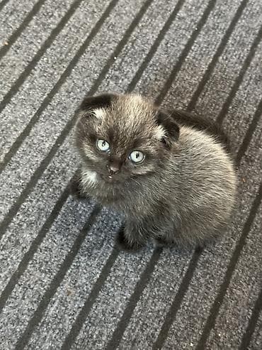 Скотиш Фолд (Шотландская вислоухая), 1 месяц, Девочка, Приучена к лотку, Проглистована