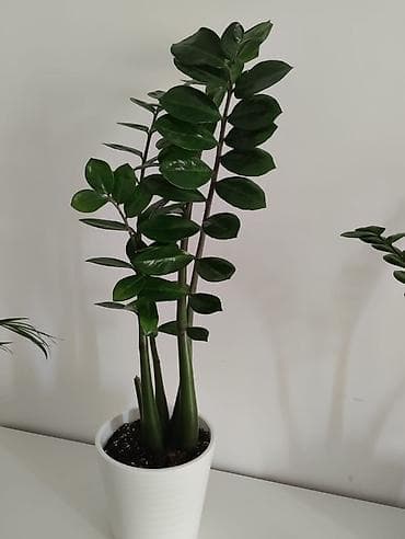 современный: Комнатные растения в горшках: спатифиллум и замиокулькас средние по — 4