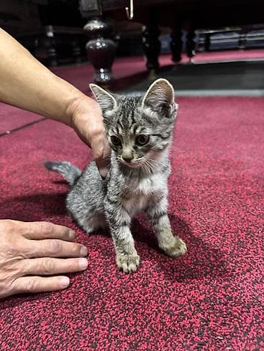 собаки кошки: Беспородная, 2 месяца, Девочка, Приучена к лотку — 1