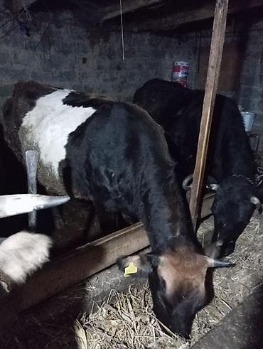 Ветеринар кызматы: Сатам | Уй (ургаачы) | Сүт алуу үчүн | Байланган — 5