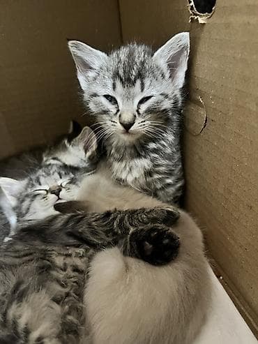 Продажа кошек: Котята, помёт разноокрашенный. - Возраст: примерно 4–6 недель (на — 5
