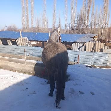 кормовая соль для животных: Продаю | Кобыла (самка) | Рабочий — 2