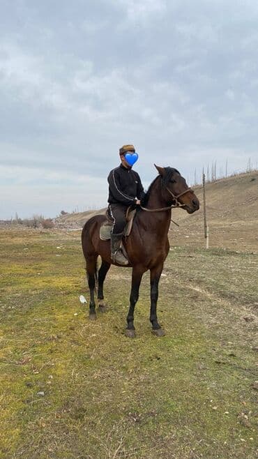 продажа собак в бишкеке: Продаю | Жеребец | Конный спорт — 6