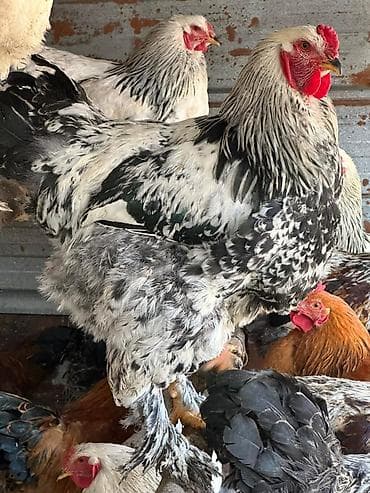 собаки сколько стоит: Продаю | Куры, Петух | Брама | На забой, Для разведения — 5