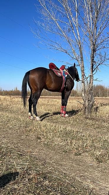 Лошади, кони: Продаю | Кобыла (самка) | Полукровка | Конный спорт — 1