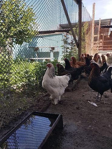 продаю цеплята: Продаю | Куры | Полубрама, Домашняя | Несушки — 7