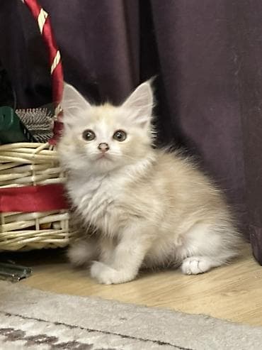 Продажа кошек: Мейн-кун, 1 месяц, Мальчик — 3