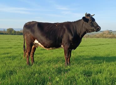 продаю связи с переездом: Продаю | Корова (самка) | Для разведения, Для молока | Племенные, Стельные, Искусственник — 1