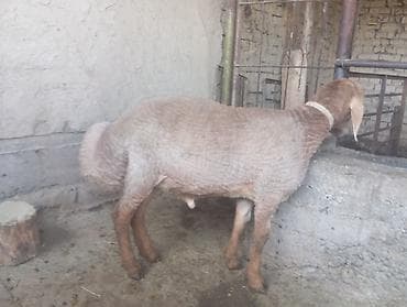 продаю жеребец: Продаю | Баран (самец) | Для разведения | Ярка — 4