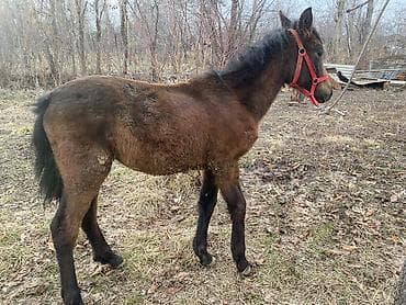 сетка курица: Продаю | Жеребенок | Рабочий — 3