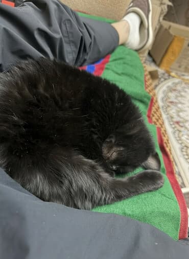 отдам машину в хорошие руки бесплатно: Отдаем кошку бесплатно, она умная и добрая. Нет имя — 2