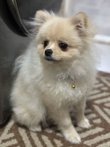 собака щпиц: Шпиц, 4 месяца, Самец, С прививкой, С родословной — 3