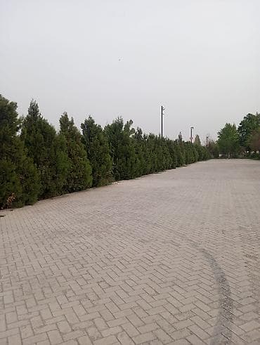 сетки для кур несушек: Живая изгородь из хвойных кустарников (туя/можжевельник) - Плотная — 4