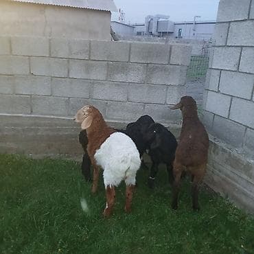 котята беловодск: Продаю | Овца (самка) | Для разведения — 2