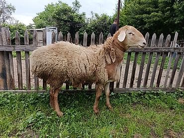 бараны арашан цена: Продаю | Овца (самка) | Для разведения — 4