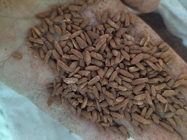 индийский морской рис: Узгенский Рис. мускат 2 - Фракция: цельное продолговатое зерно — 1