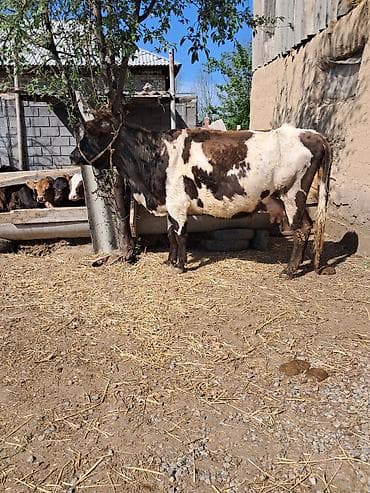 кой бишкек: Сатам | Уй (ургаачы) | Сүт алуу үчүн | Байланган — 4