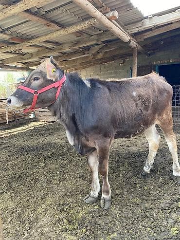 усыпление животных бишкек: Продаю | Тёлка | Швицкая | На откорм | Стельные, Искусственник — 3