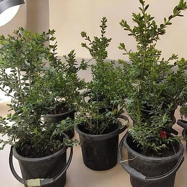 Декоративные саженцы в контейнерах для озеленения участка и живых — 1