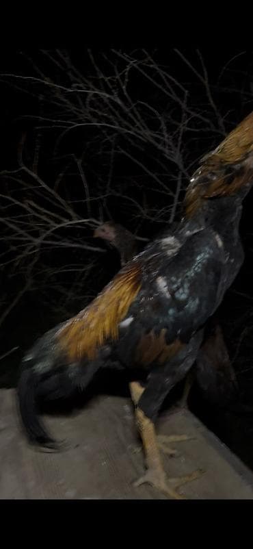 продаю куриц: Продаю | Петух | Бойцовая | Для разведения — 4