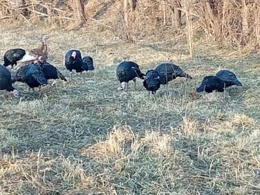 овчарка продажа: Продаю | Индюк (самец) | Черный принц | Для разведения | Племенные — 4