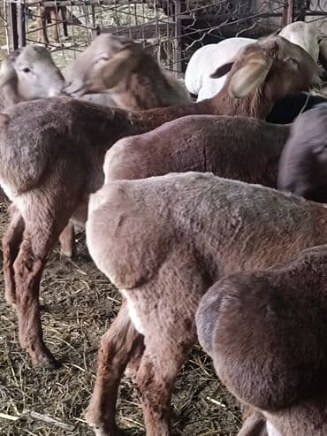 продажа домашних животных: Продаю | Овца (самка), Баран (самец) | Полукровка, Арашан | Для разведения | Племенные — 4