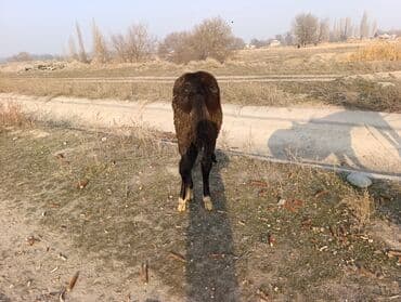 Кошки: Продаю | Жеребенок | Полукровка | Конный спорт — 3