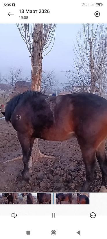 Коровы, быки: Продаю | Жеребец | Рабочий — 8