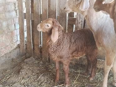 птицы брама: Продаю | Овца (самка), Ягненок | Арашан | Для разведения | Матка — 1