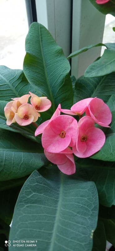 примула комнатные: Тайский молочай крупноцветковый(начало роспуска бутона,далее будет — 3