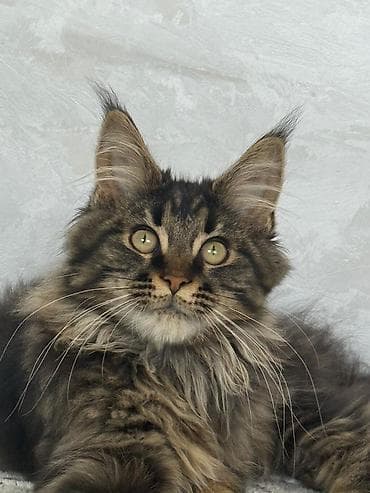 отдам котенка даром: Мейн-кун, 4 месяца, Мальчик, Приучена к лотку — 7