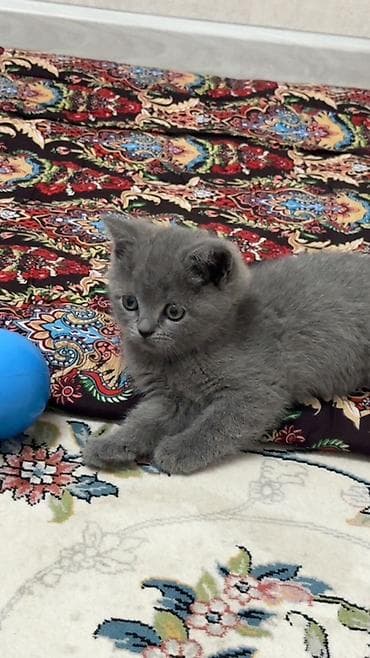 кошка беловодск: Британ кыска жүндүү, 2 айлык, Ургаачы, Боз, Лотокко барууга үйрөтүлгөн — 7