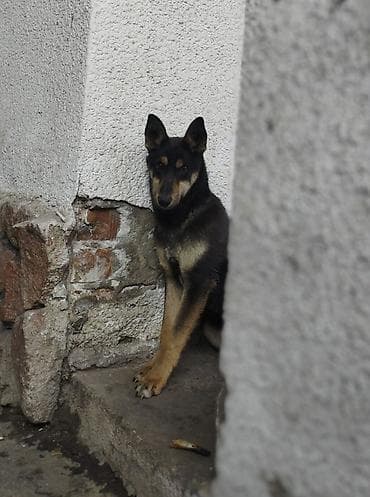 собаки кангал: Собака даром: 1 год, Самец — 3