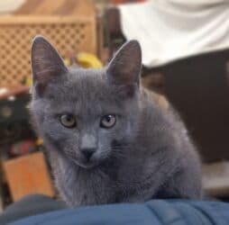 продажа вислоухих шотландских котят: Скотиш Фолд (Шотландская вислоухая), 2 месяца, Девочка, Серый, Метис — 5