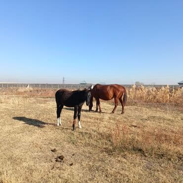 отдам даром охотничью собаку: Продаю | Кобыла (самка) | Рабочий — 5