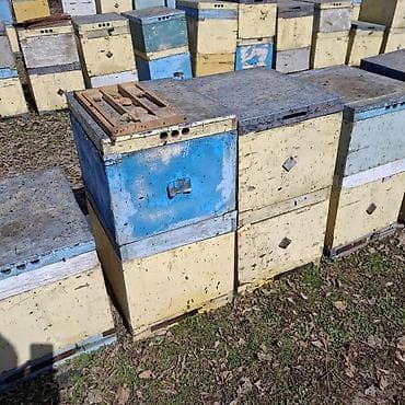 продам поросят: Дадан 2 корпуса по 10 рамок. полный комплект сушь, пчела от 4х до 8 — 1