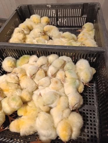продаю курицы: Продаю | Цыплята | Бройлерная — 8