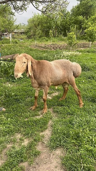 Продаю | Баран (самец) | На забой