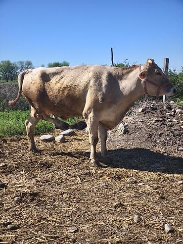 молочные козы: Продаю | Корова (самка) | Швицкая, Монбельярд | Для молока — 4