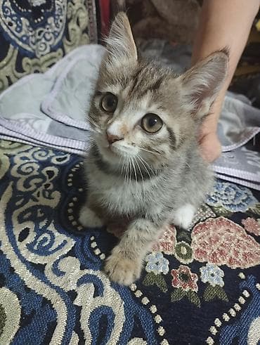 котята токмак: Кошка даром: Беспородная, 2 месяца, Мальчик — 1