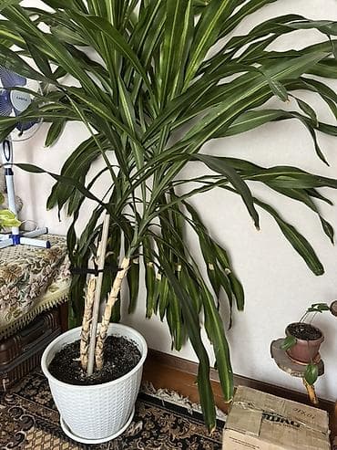Драцена (вероятно Dracaena fragrans ‘Massangeana’) в крупном напольном — 2