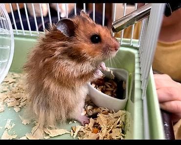 canada goose: Хомяк сирийский (длинношерстный), в комплекте с клеткой Dayang — 2