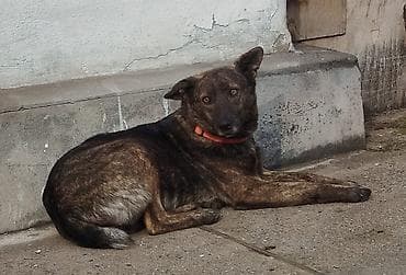 собака ош: Собака даром: Дворняжка, 3 года, Самка — 2