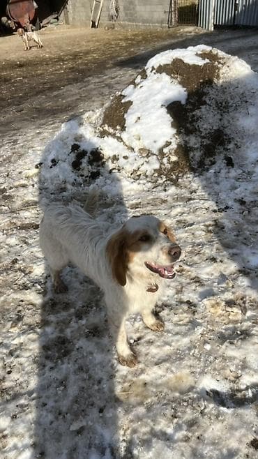 Ит кууту: Спаниель, 9 айлык, Эркек, Эмделген — 2