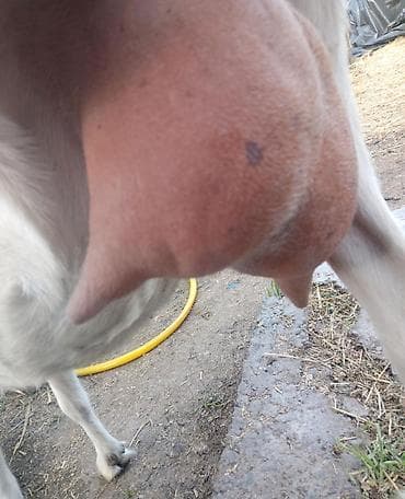 коозу кой: Продаю | Козлёнок | Для разведения — 8